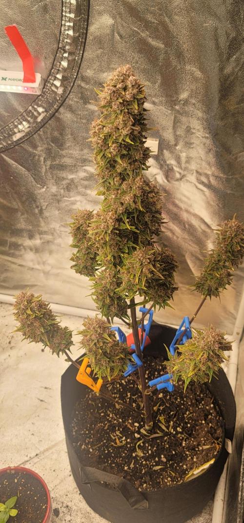Lemon Cherry Cookies 🍋 🍒 🍪. Week 8