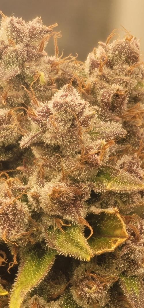 Lemon Cherry Cookies 🍋 🍒 🍪. Week 8