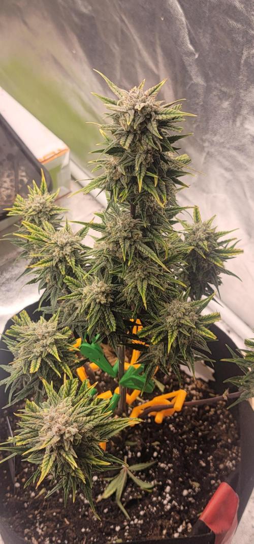 FBxFB ❄️. Week 8