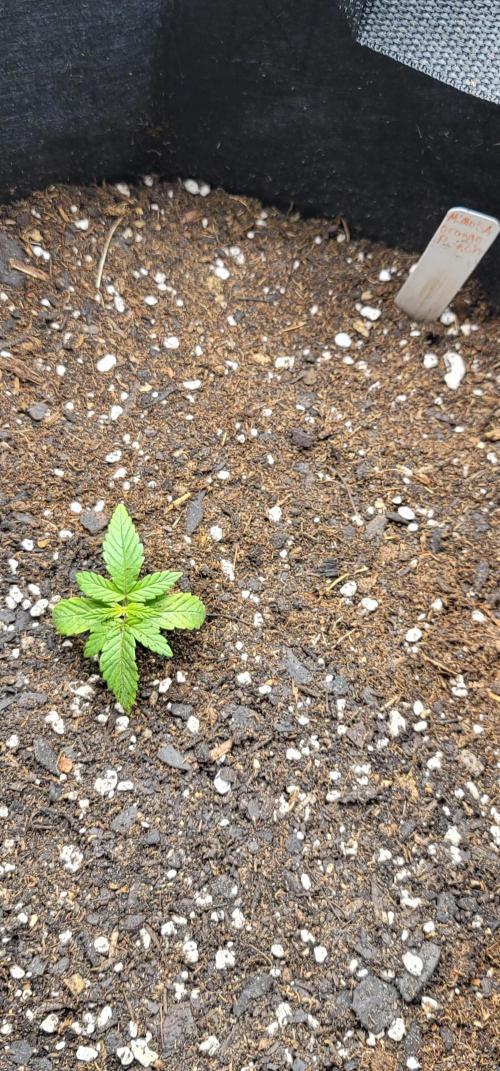 Mimosa OP. Week 1