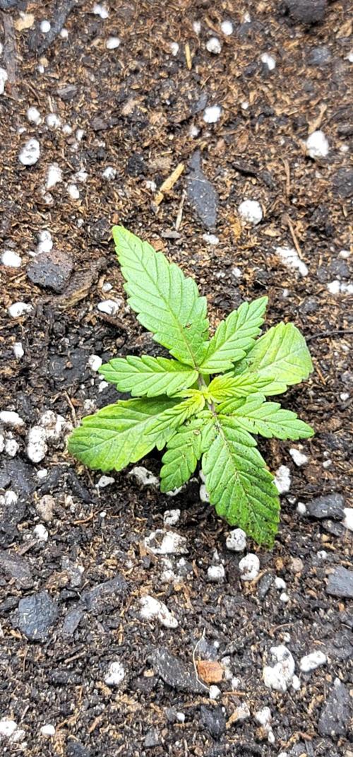 Mimosa OP. Week 1