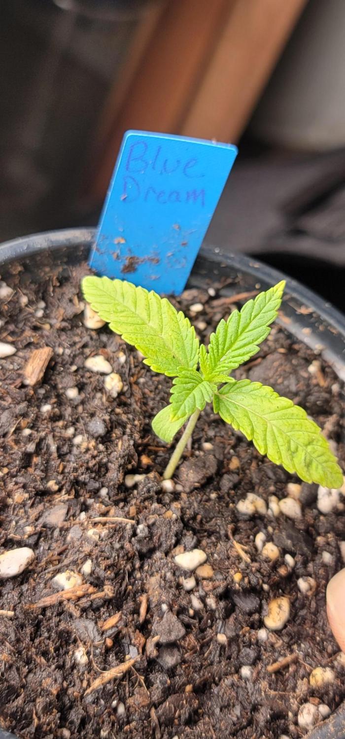 Blue dream 💭. Week 0