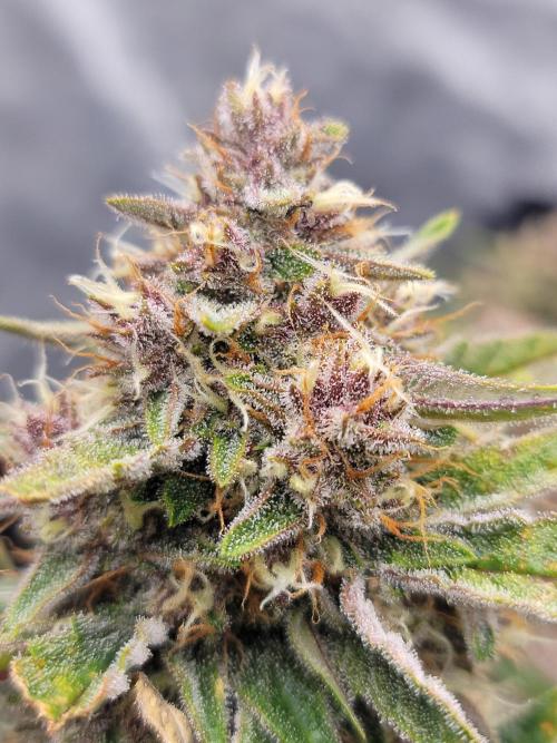 Apricot. Week 7