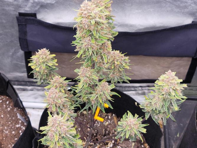 Apricot. Week 7