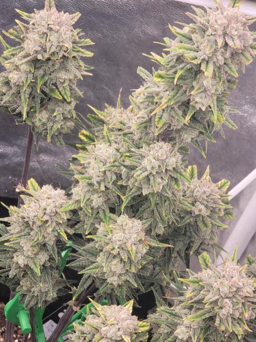 FBxFB ❄️. Week 9