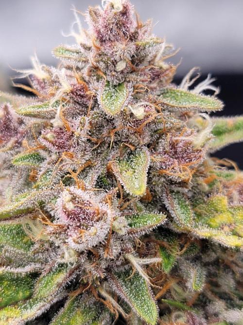 Apricot. Week 8