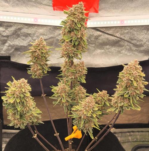 Apricot. Week 8