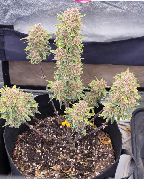 Apricot. Week 8