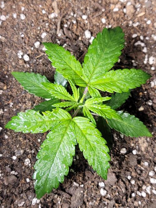 Mimosa OP. Week 2