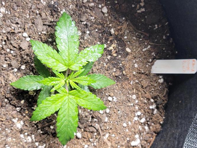 Mimosa OP. Week 2