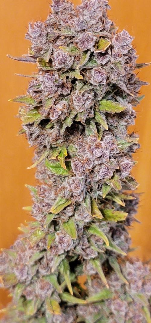 Lemon Cherry Cookies 🍋 🍒 🍪. Week 9