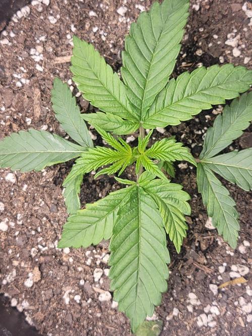 Blue dream 💭. Week 1