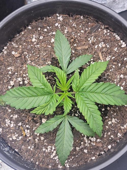 Blue Dream. Week 1