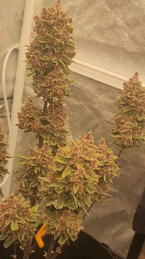 Apricot