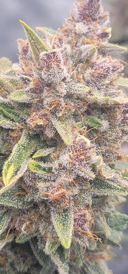 Apricot. Week 9