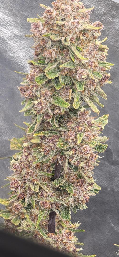 Apricot. Week 9