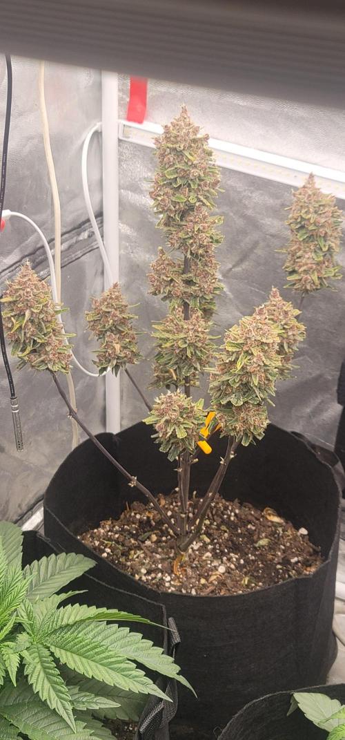 Apricot. Week 9