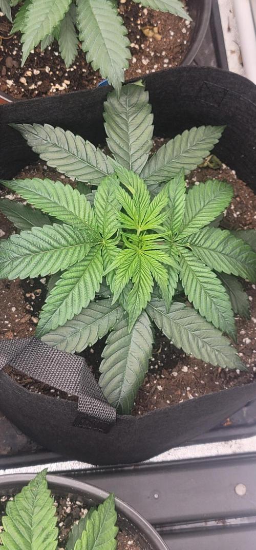 Mimosa OP. Week 3