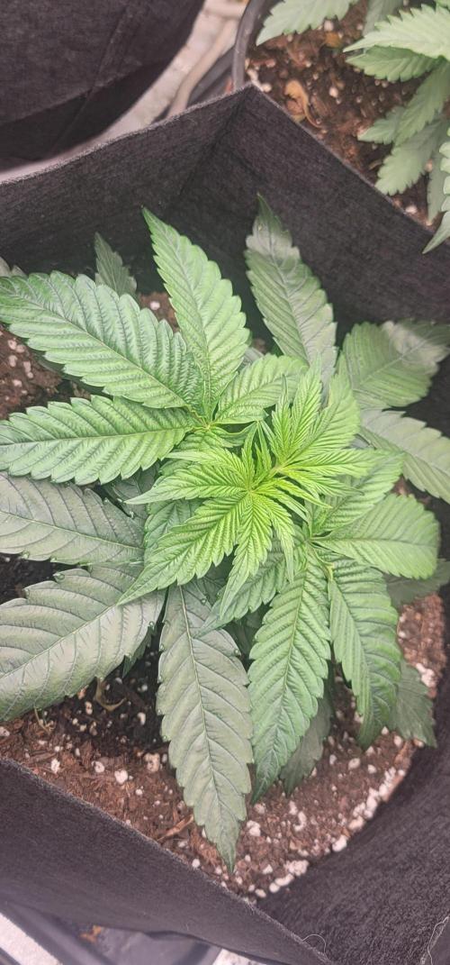 Mimosa OP. Week 3