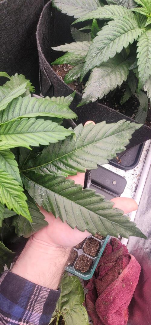 Blue dream 💭. Week 2