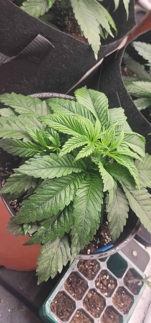 Blue Dream. Week 2