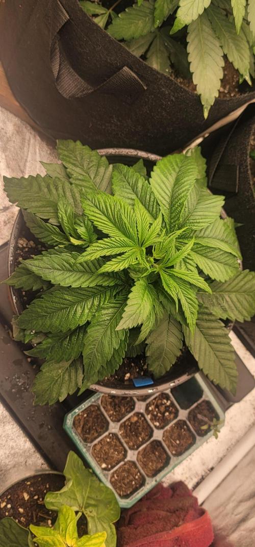 Blue dream 💭. Week 2
