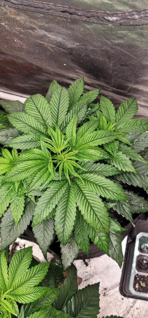 Mimosa OP. Week 4