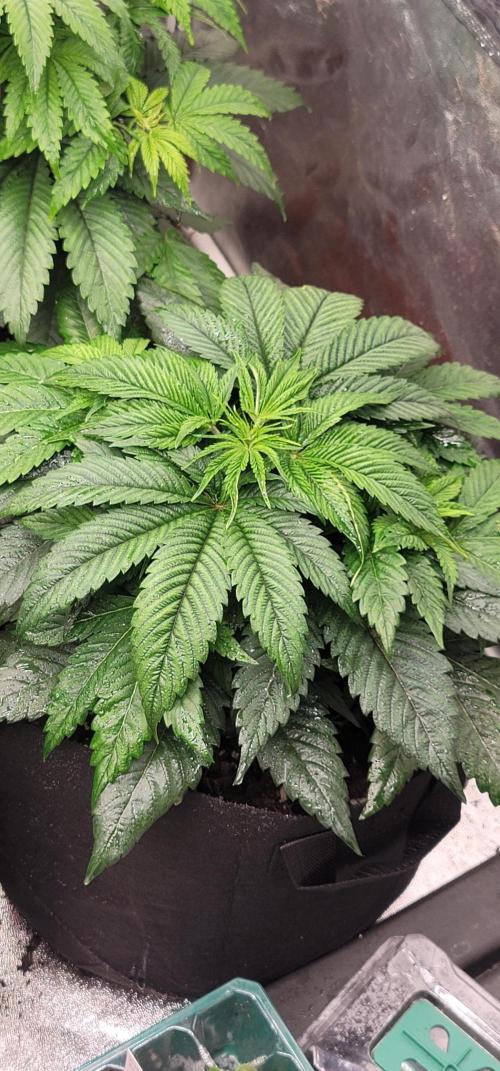 Mimosa OP. Week 4