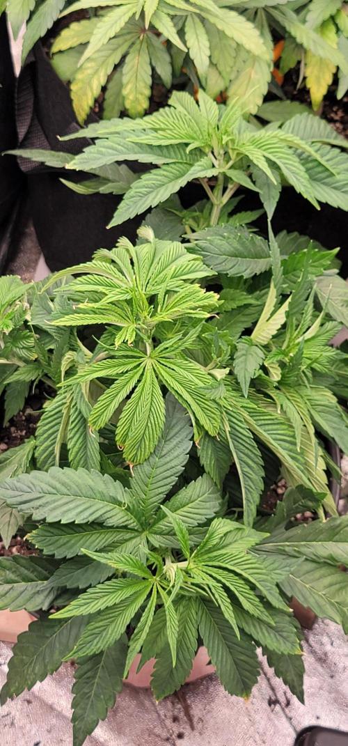 Blue dream 💭. Week 3