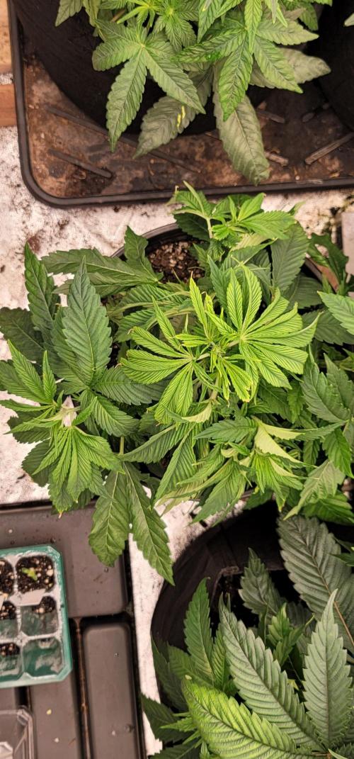 Blue dream 💭. Week 3