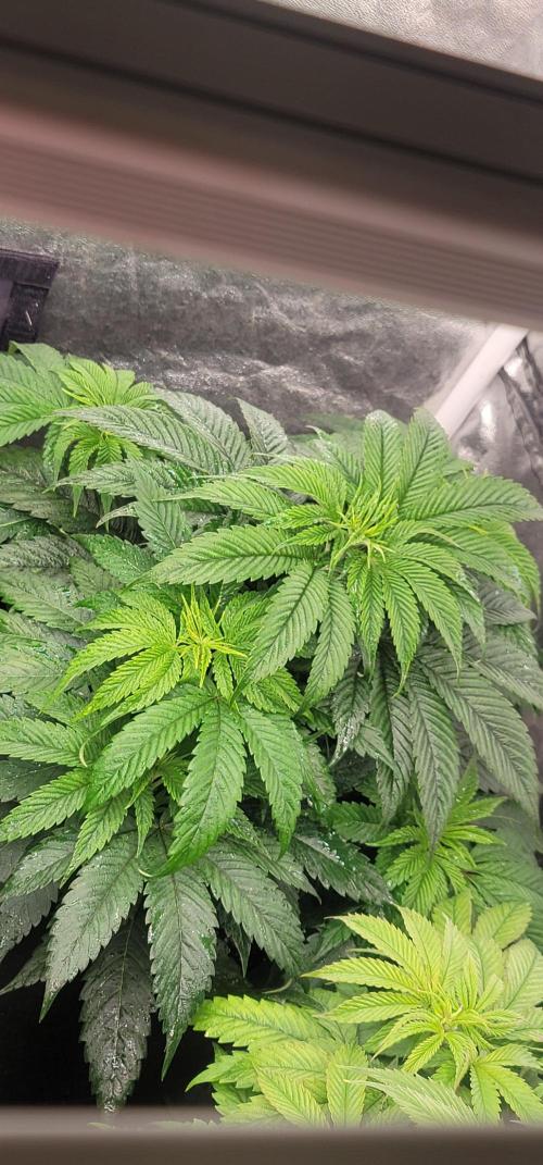 Mimosa OP. Week 5