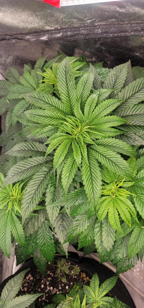 Mimosa OP. Week 5