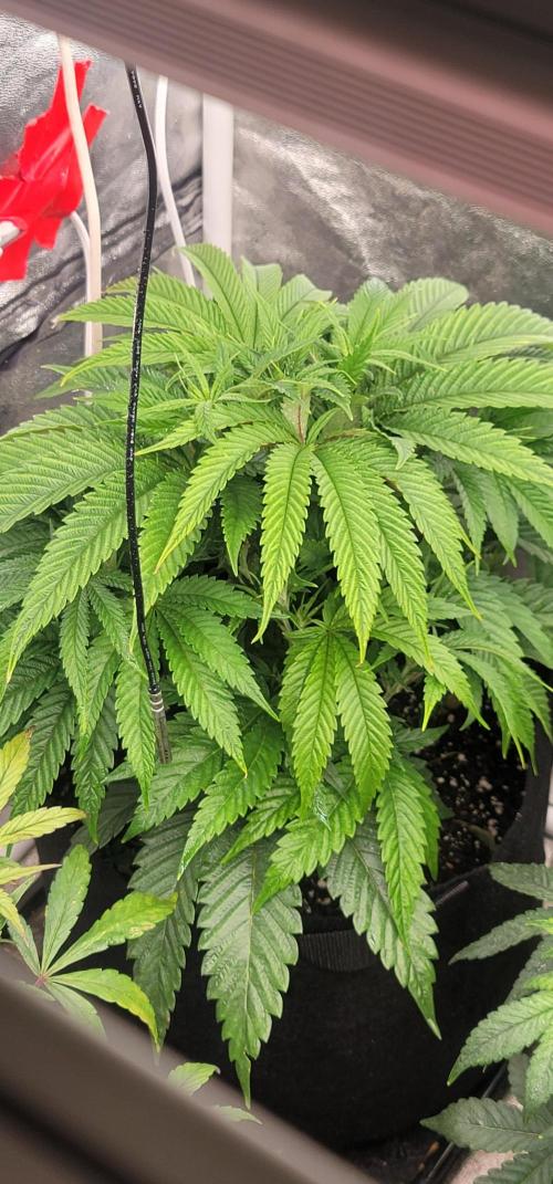 Ckn N Waffles. Week 5