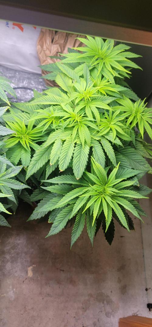 Blue dream 💭. Week 4