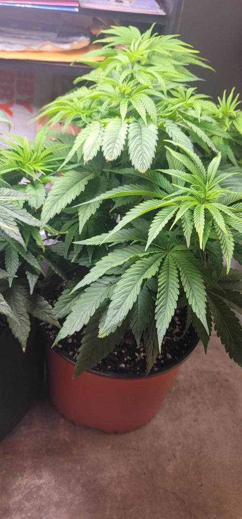 Blue dream 💭. Week 4