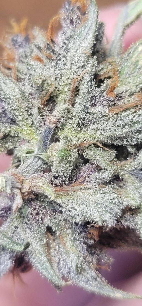 Apricot. Week 10