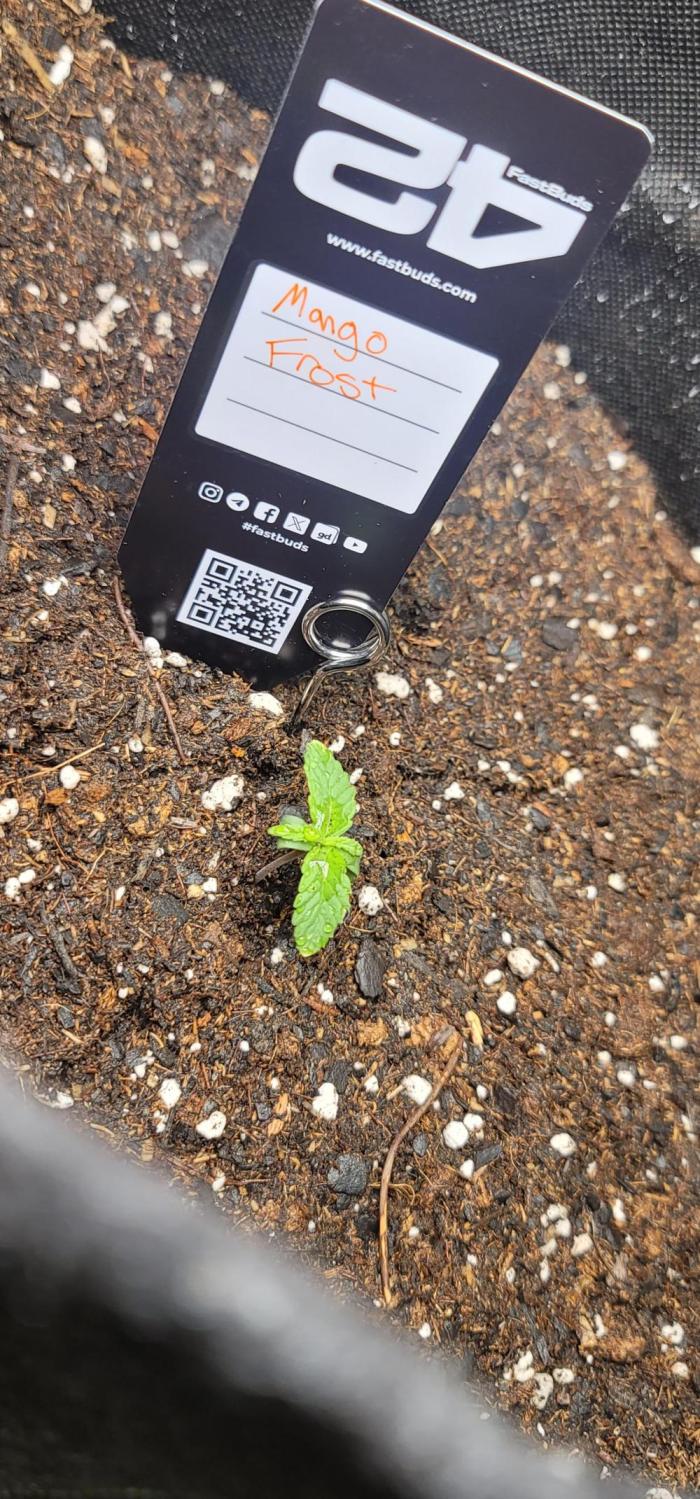 Mango Frost ❄️. Week 0