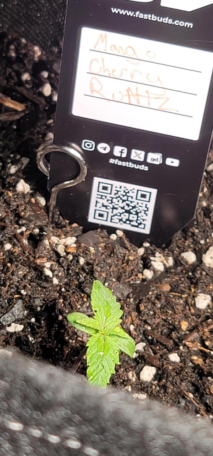 Mango Cherry Runtz 🍒. Week 0