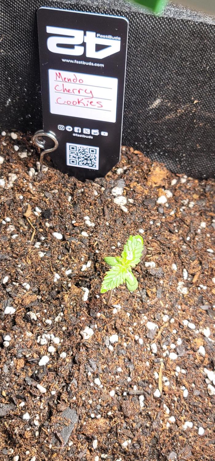 Mendo Cherry Cookies 🍪 🍒. Week 0