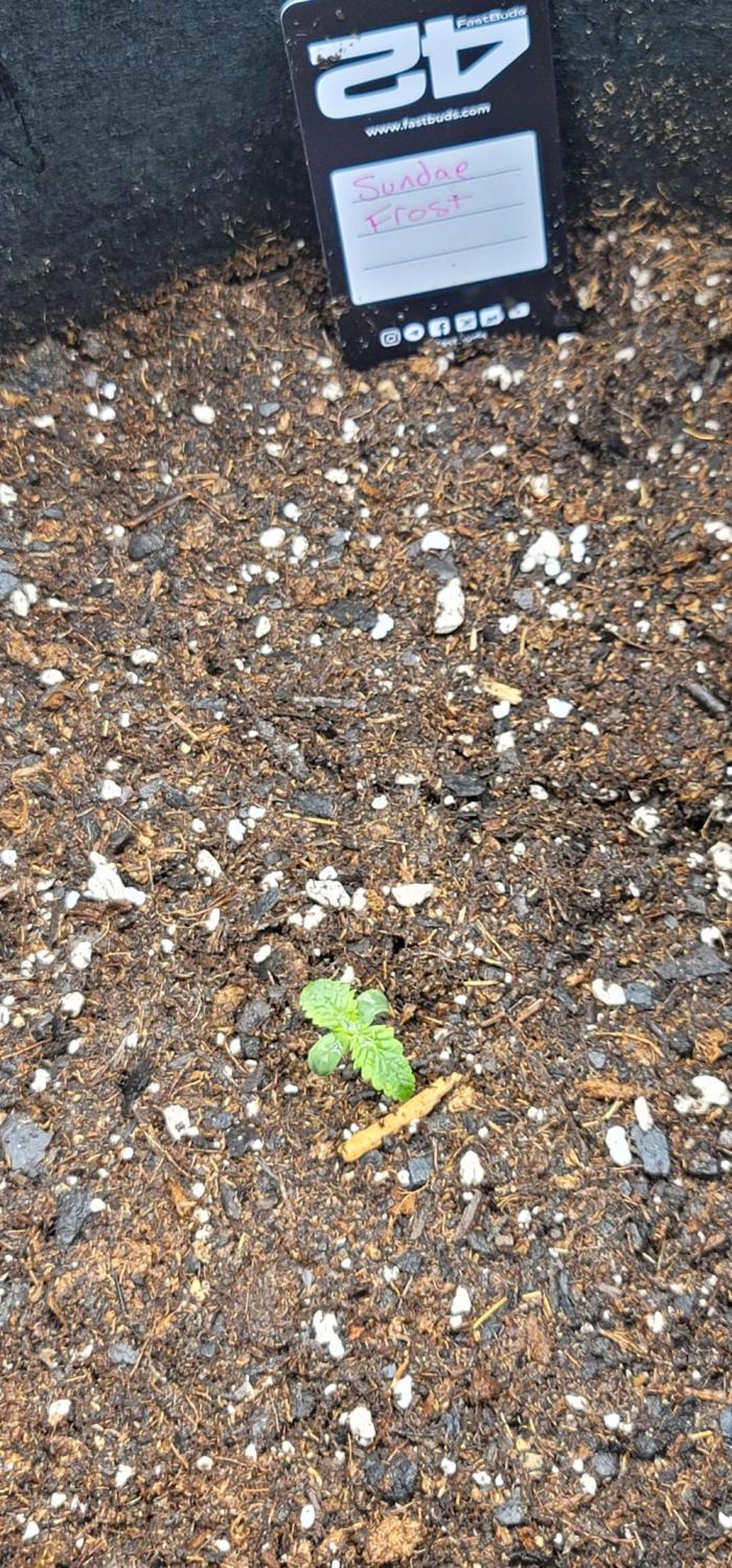 Sundae 🍨 Frost ❄️. Week 0