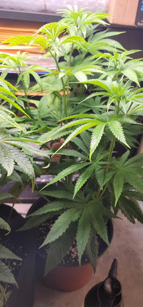 Blue dream 💭. Week 5