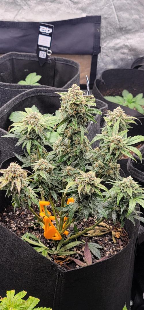 Chic-lit 🧞‍♀️. Week 7