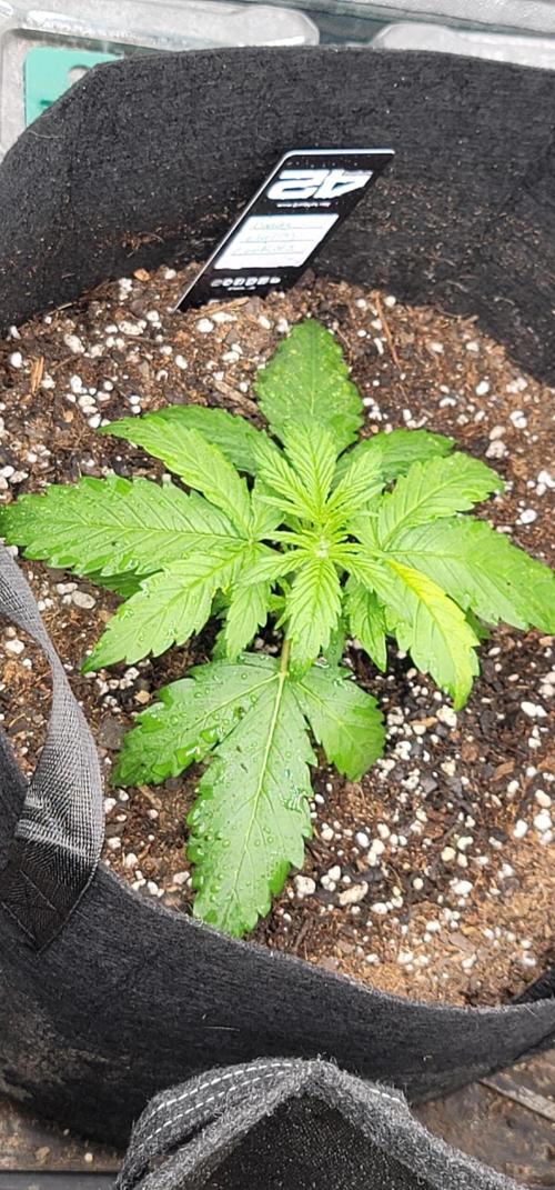 Banana Cherry Cookies 🍪 🍒 🍌. Week 1