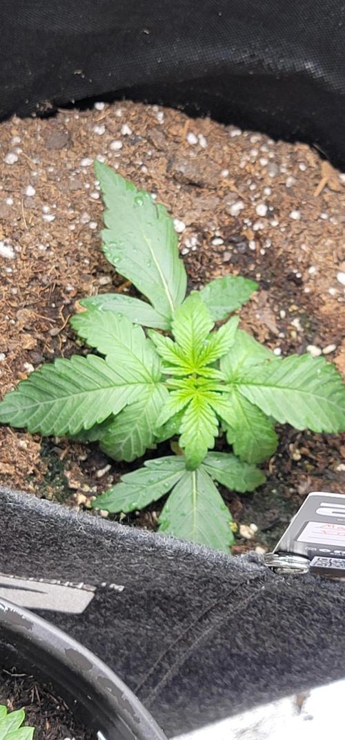 Mango Frost ❄️. Week 1