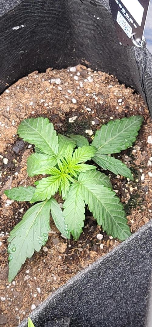 Mango Frost Auto. Week 1