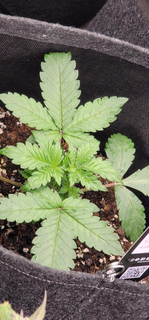 Mendo Cherry Cookies 🍪 🍒. Week 1