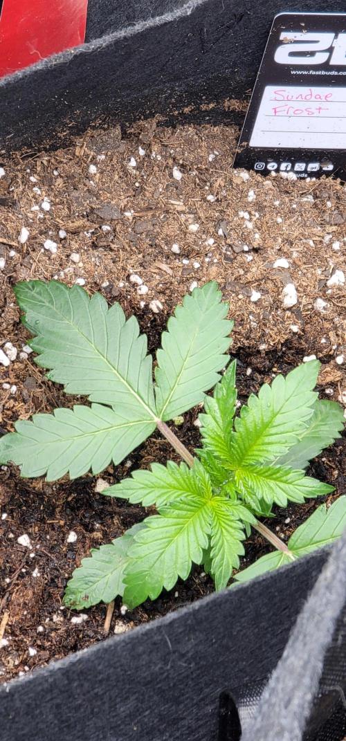Sundae 🍨 Frost ❄️. Week 1