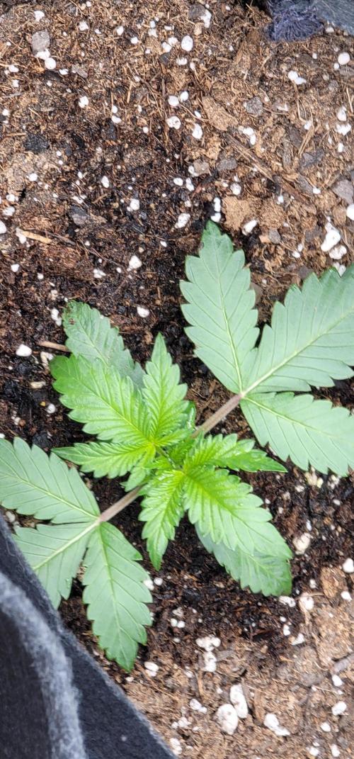 Sundae 🍨 Frost ❄️. Week 1