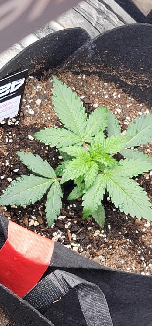 Guava Sundae 🍨 🍈. Week 1