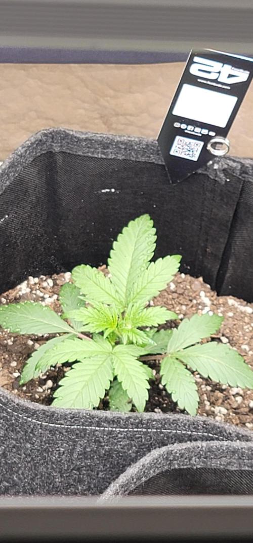 Mango Cherry Runtz 🍒. Week 1